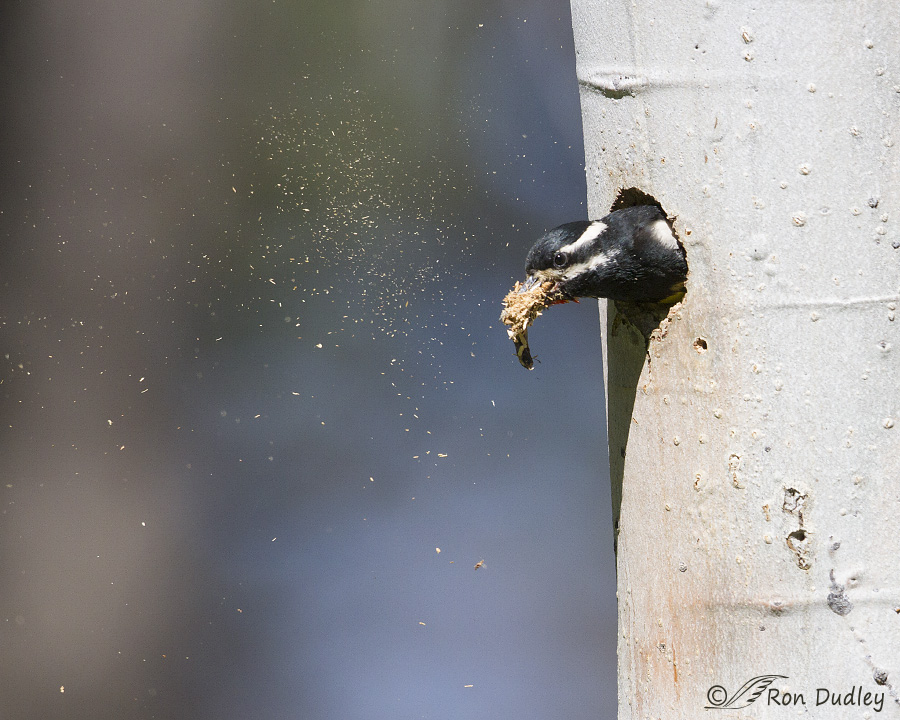 williamson's sapsucker 2324 ron dudley