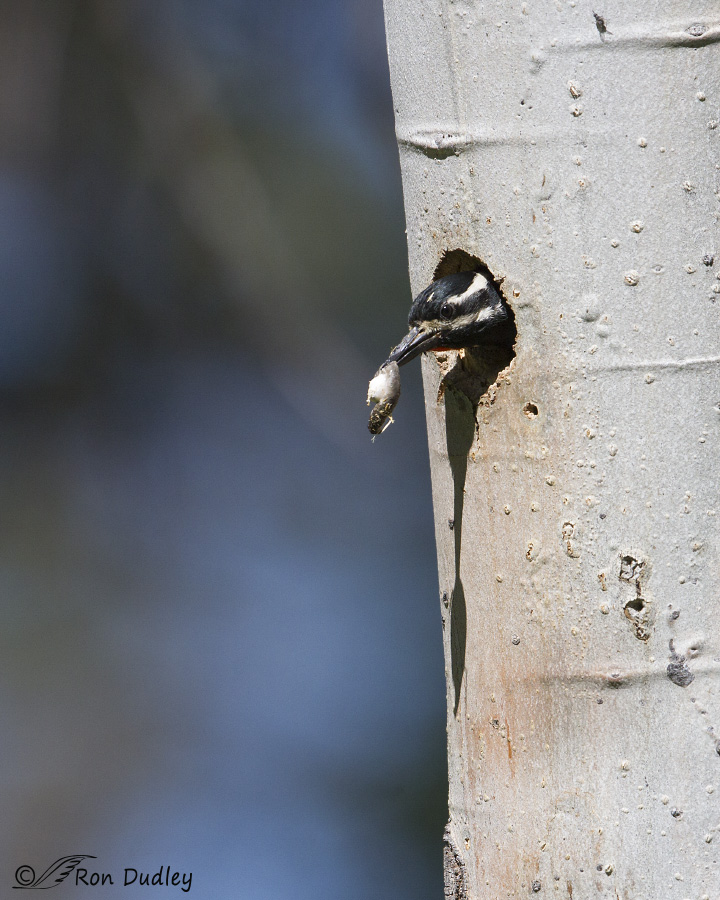 williamson's sapsucker 2396 ron dudley