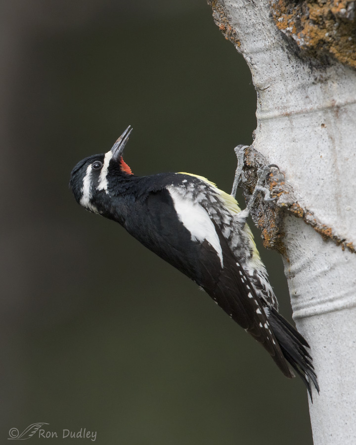 williamson's sapsucker 4846 ron dudley