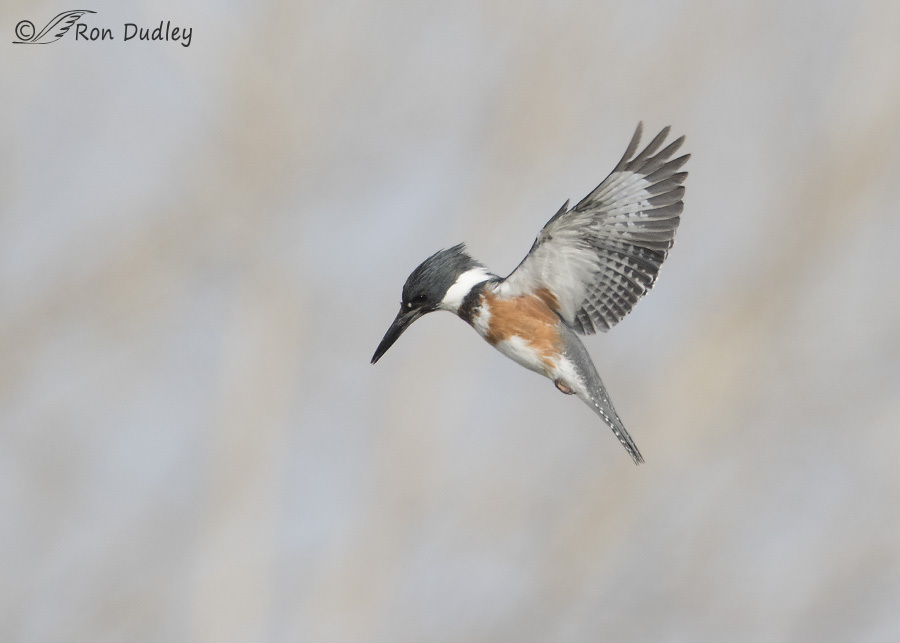 belted kingfisher 2627 ron dudley