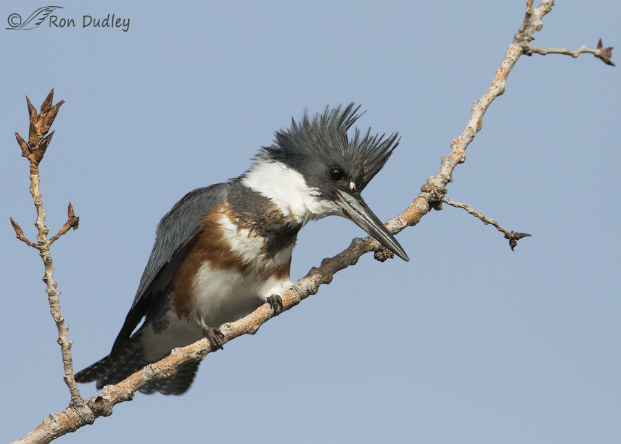 belted kingfisher 2755 ron dudley