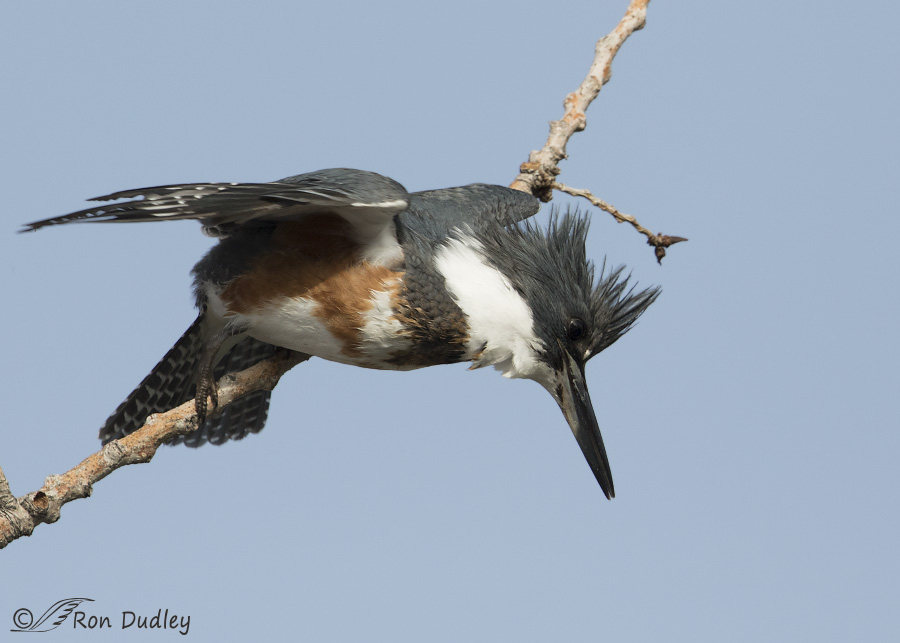 belted kingfisher 2756 ron dudley