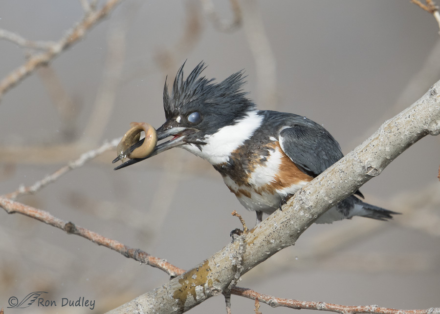 Belted Kingfisher Stunning, Tossing And Swallowing Prey
