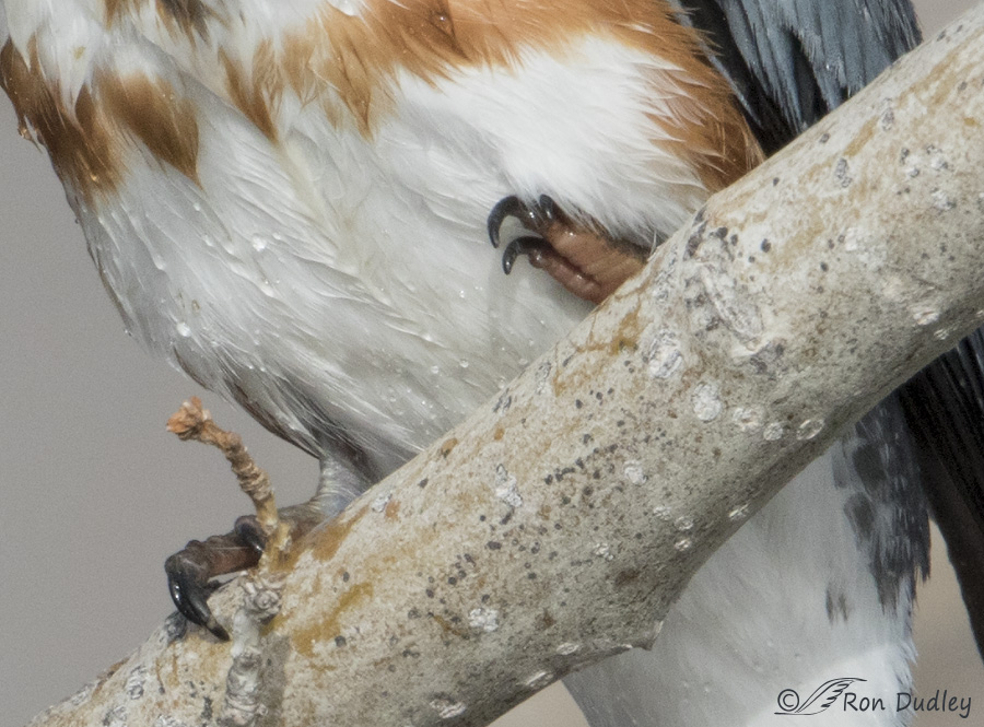 belted kingfisher 2765 big crop ron dudley