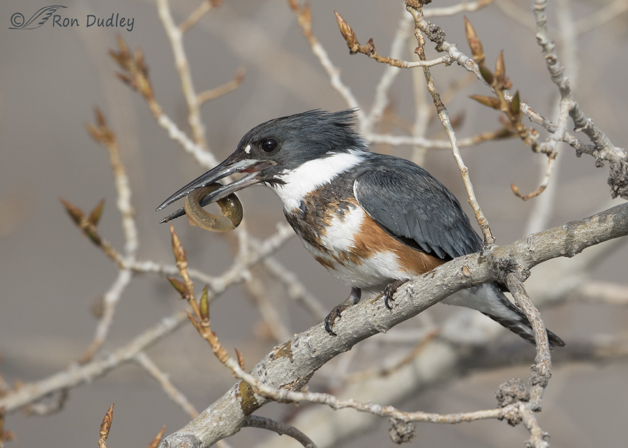 belted kingfisher 2812 ron dudley
