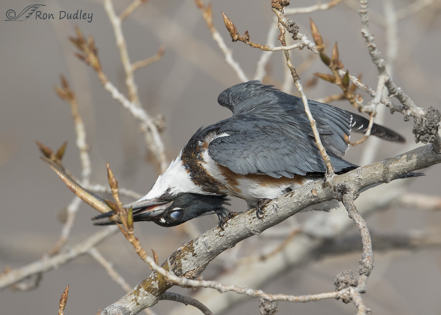 belted kingfisher 2863 ron dudley