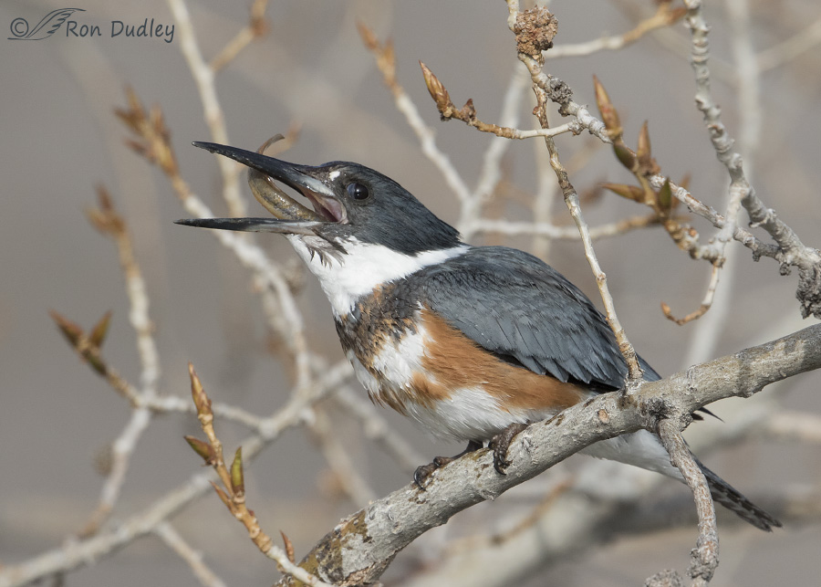 belted kingfisher 2909 ron dudley