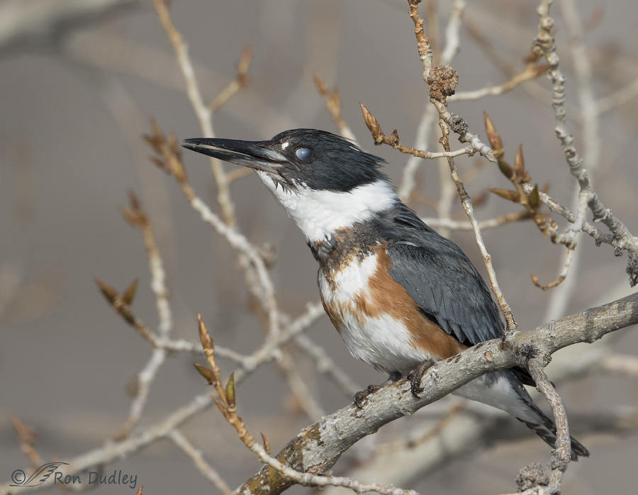belted kingfisher 2932 ron dudley
