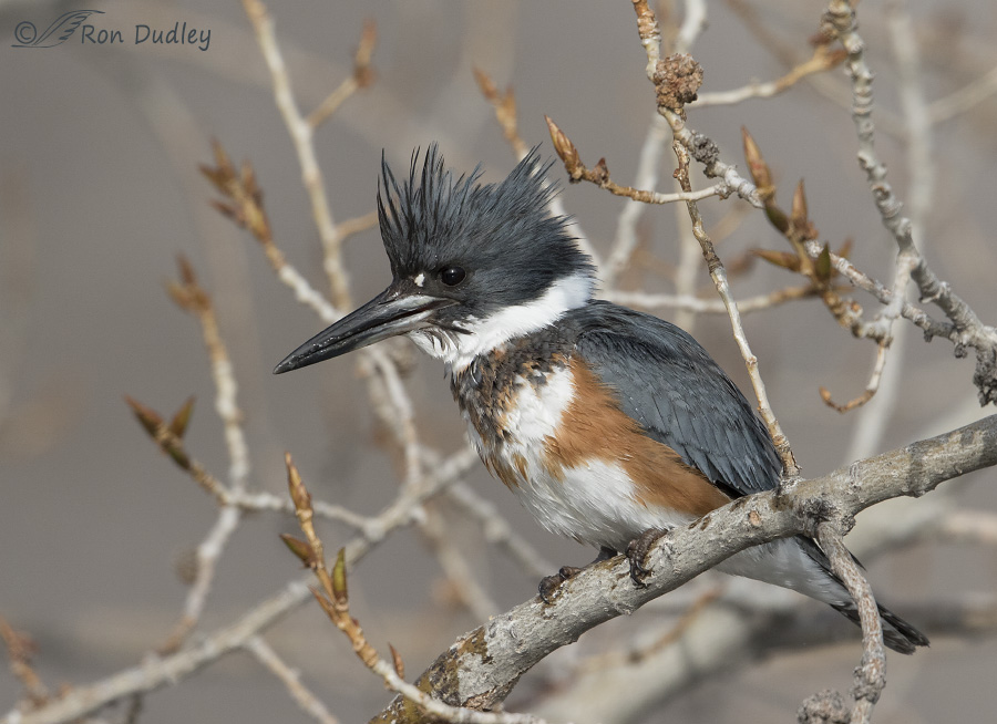 belted kingfisher 2961 ron dudley