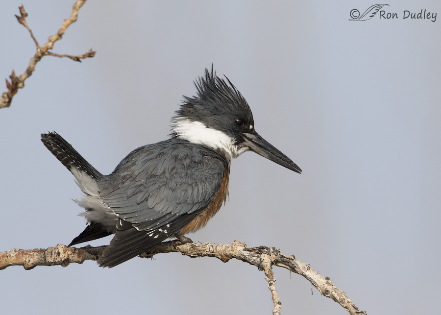 belted kingfisher 3020b ron dudley