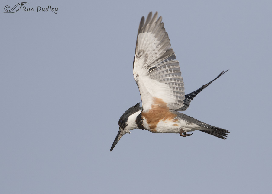 belted kingfisher 3145 ron dudley