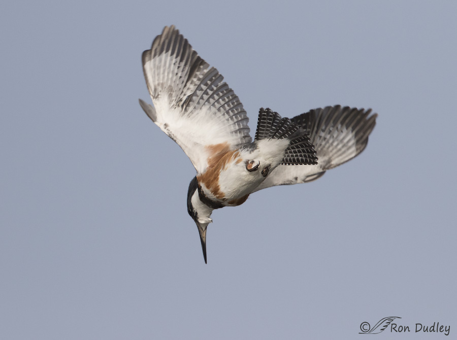 belted kingfisher 3146 ron dudley