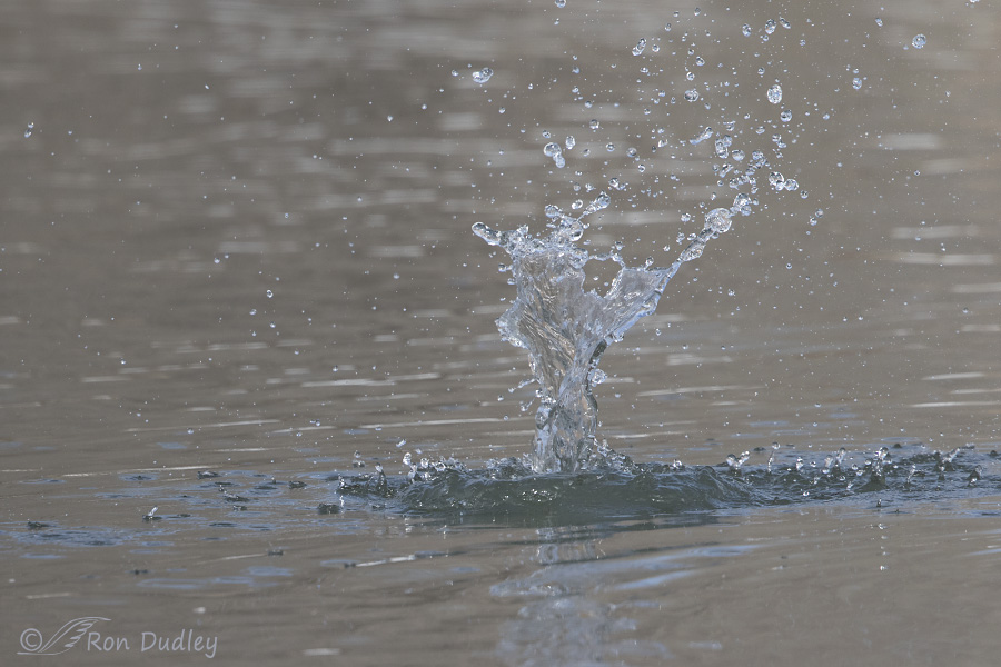 belted kingfisher 3150 ron dudley
