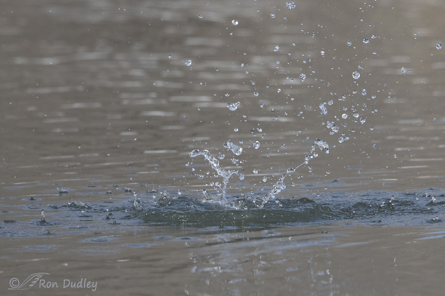 belted kingfisher 3151 ron dudley