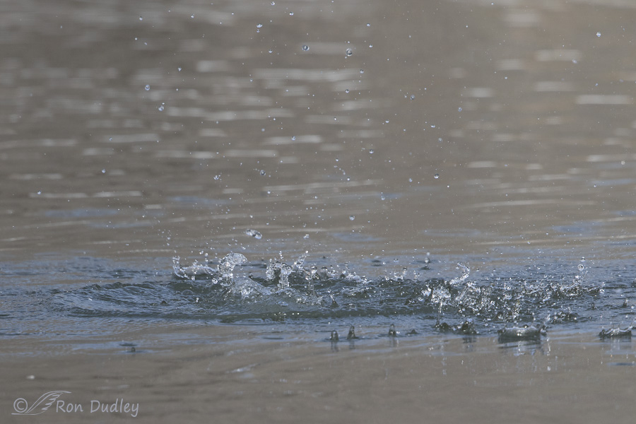 belted kingfisher 3152 ron dudley