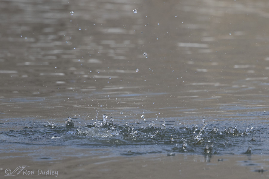 belted kingfisher 3153 ron dudley