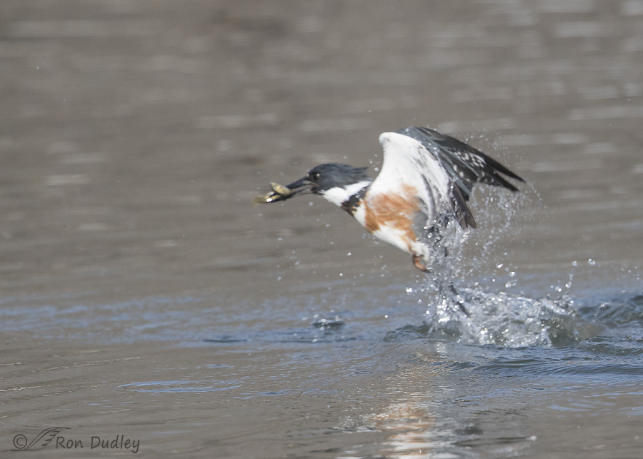 belted kingfisher 3157 ron dudley