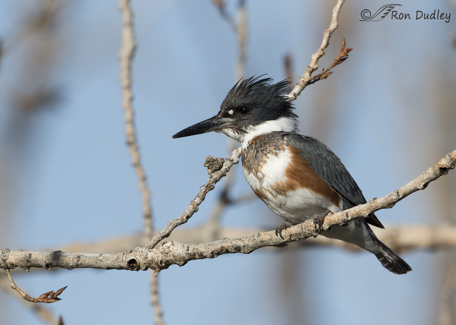 belted kingfisher 5201 ron dudley