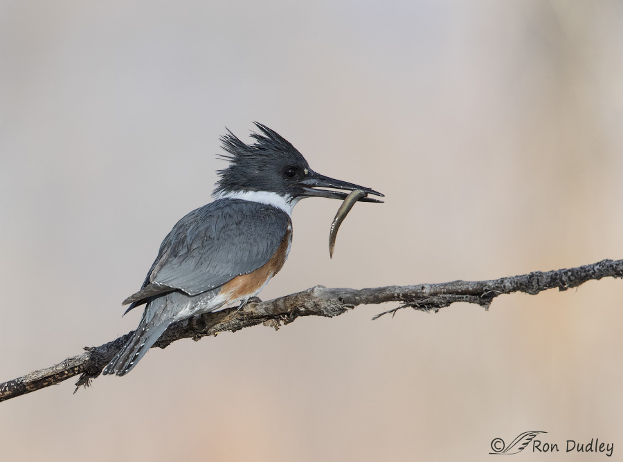 belted kingfisher 5231 ron dudley
