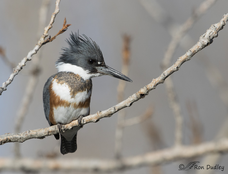 Another Kingfisher Session – This Time She Threw A Pellet « Feathered Photography