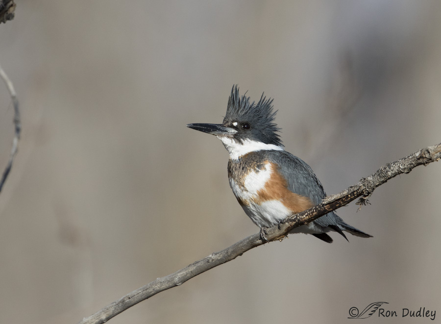 belted kingfisher 5582 ron dudley