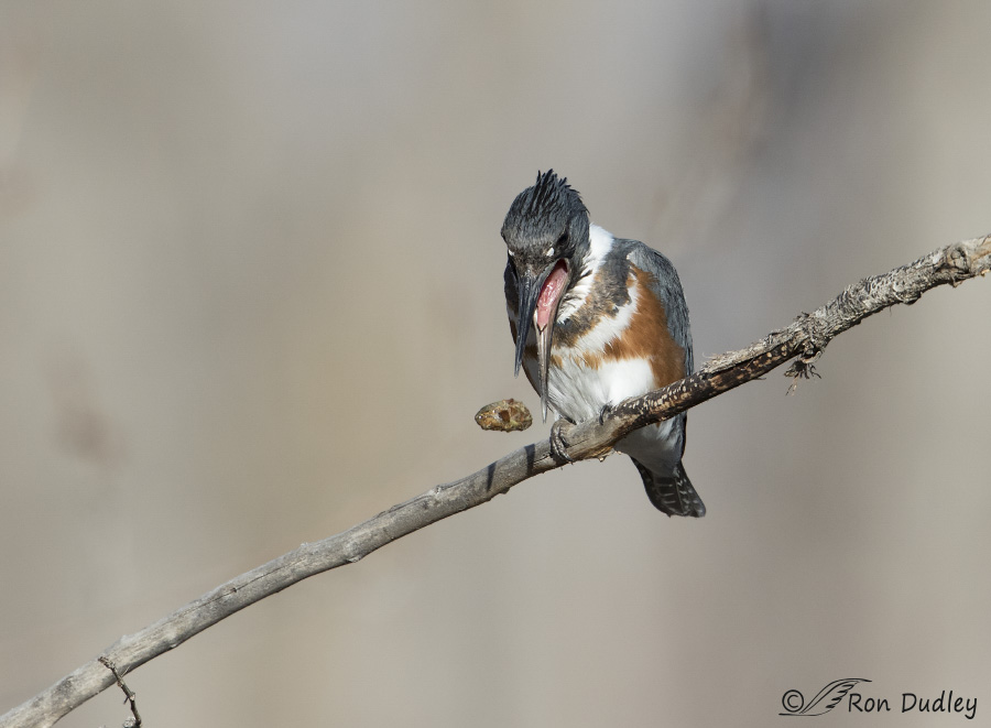belted kingfisher 5611 ron dudley