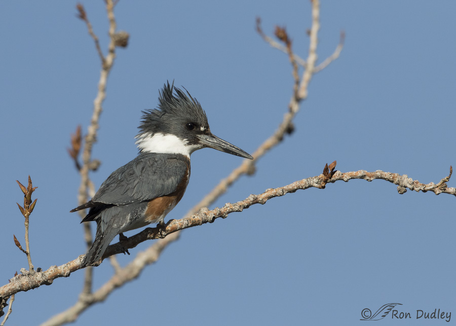 belted kingfisher 6223 ron dudley