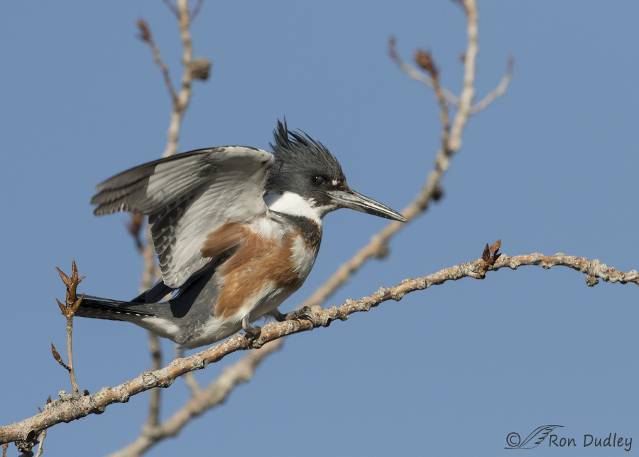 belted kingfisher 6224 ron dudley