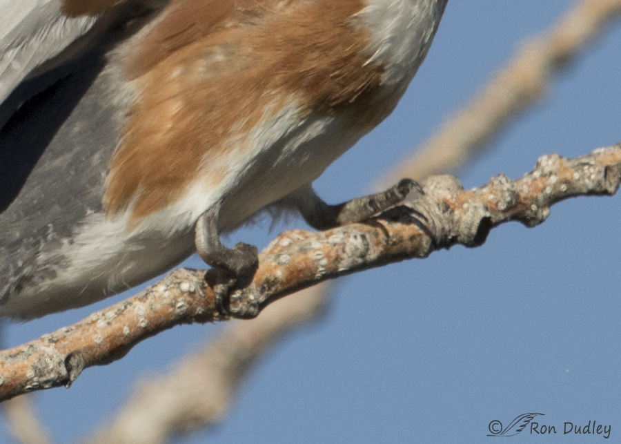 belted kingfisher 6224b ron dudley