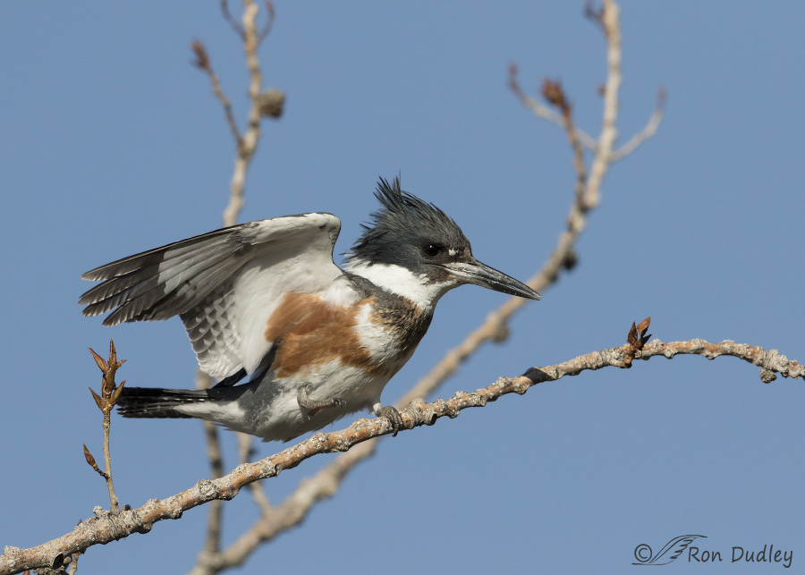 belted kingfisher 6225 ron dudley