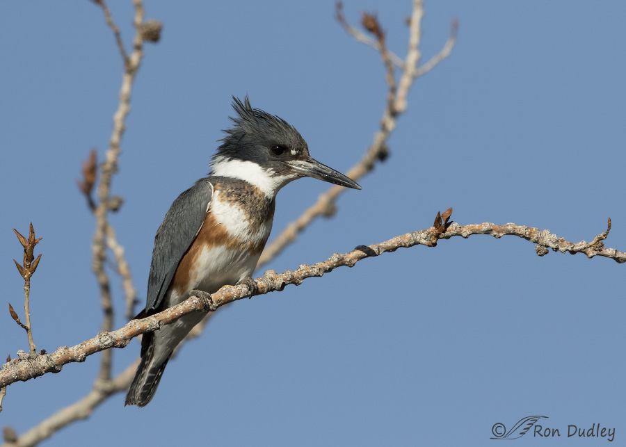 belted kingfisher 6233 ron dudley