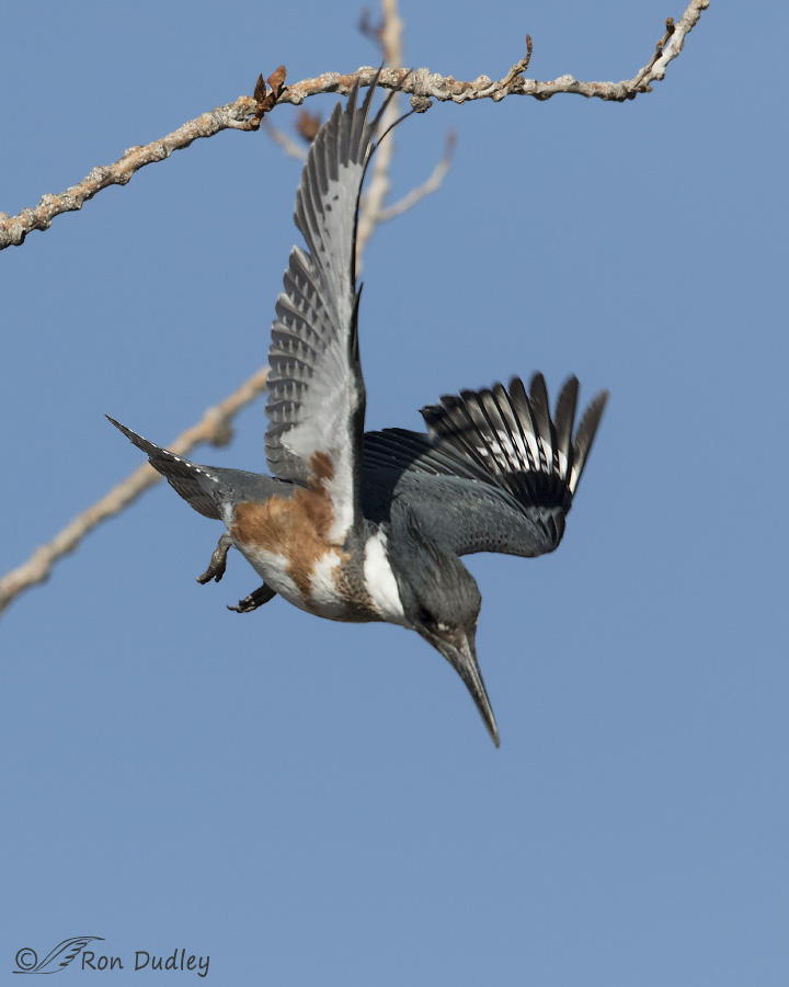 belted kingfisher 6234 ron dudley