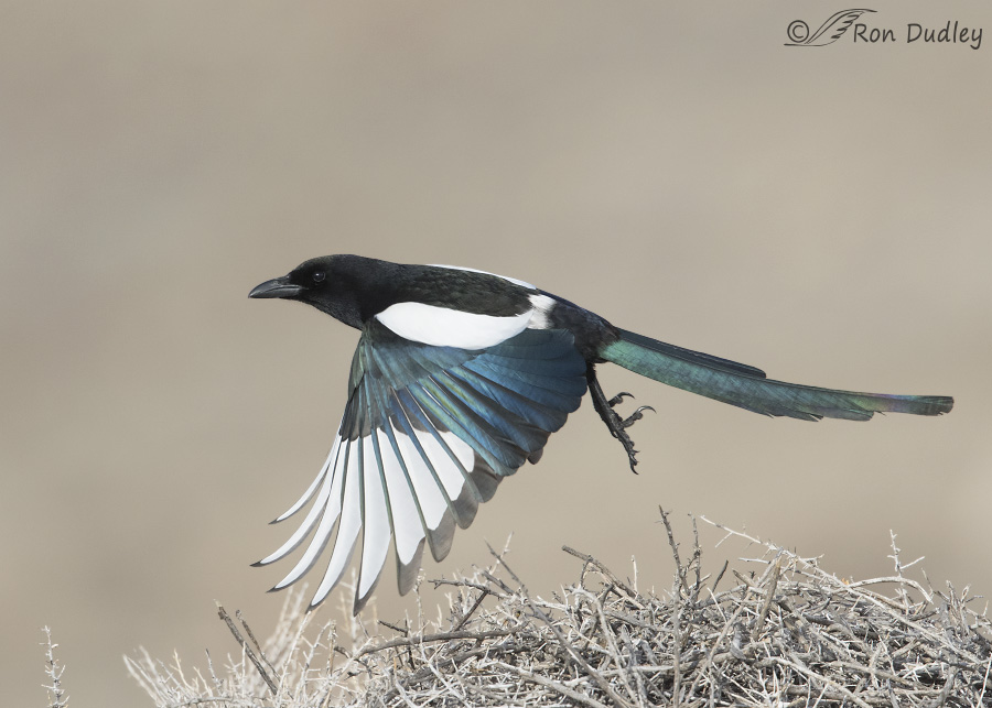 black-billed magpie 3924d ron dudley