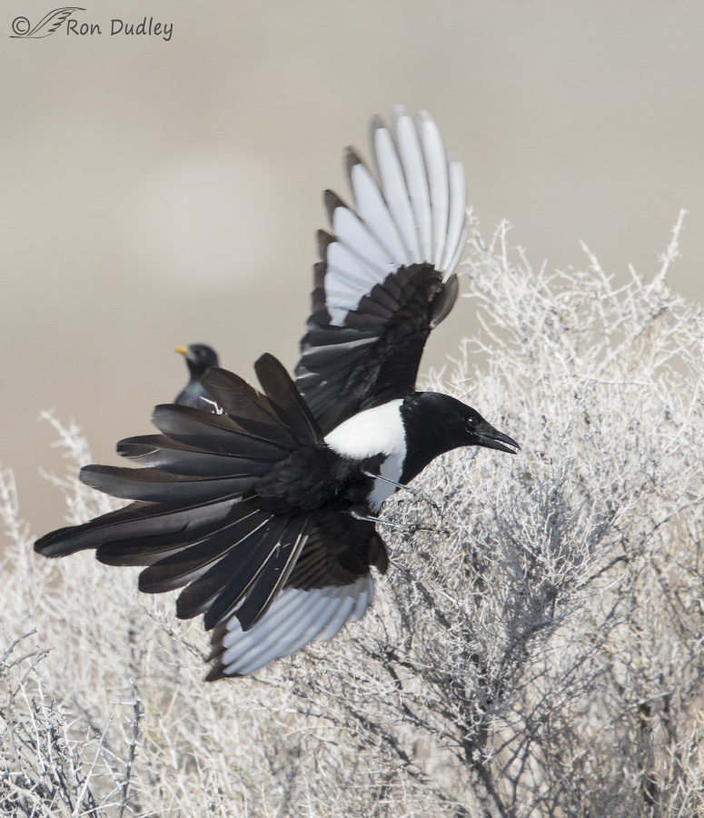 black-billed magpie 7390 ron dudley