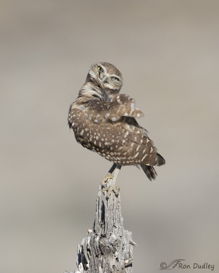 burrowing owl 7459 ron dudley