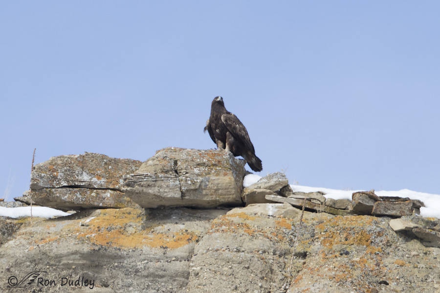 golden eagle 3367 ron dudley