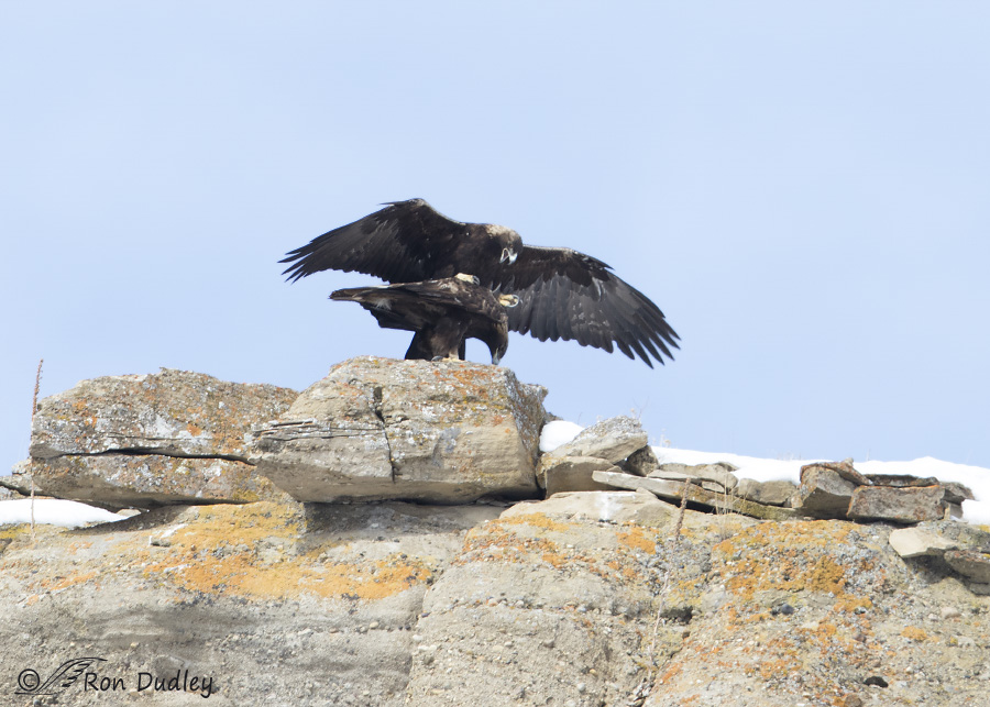 golden eagle 3399 ron dudley
