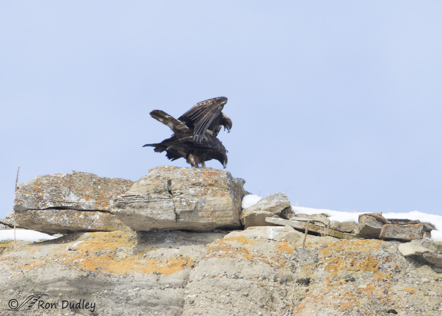 golden eagle 3421 ron dudley