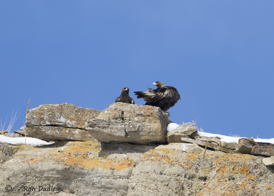 golden eagle 3470 ron dudley