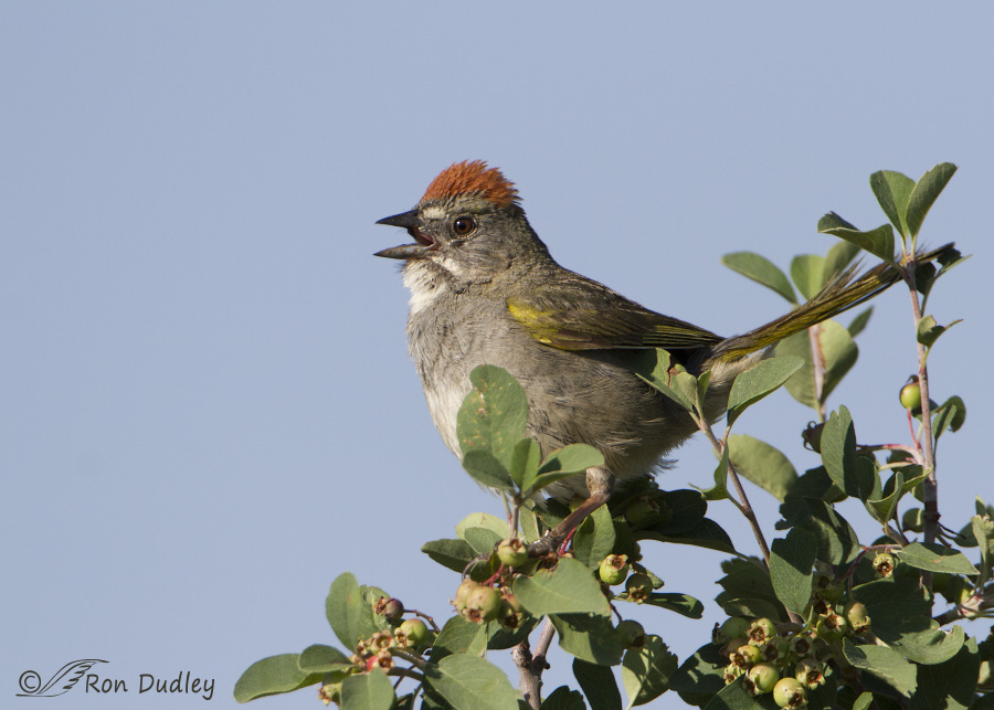 green-tailed towhee 2144 ron dudley