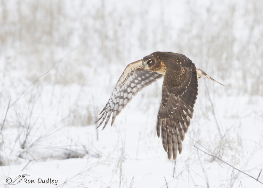 northern harrier 1424 ron dudley