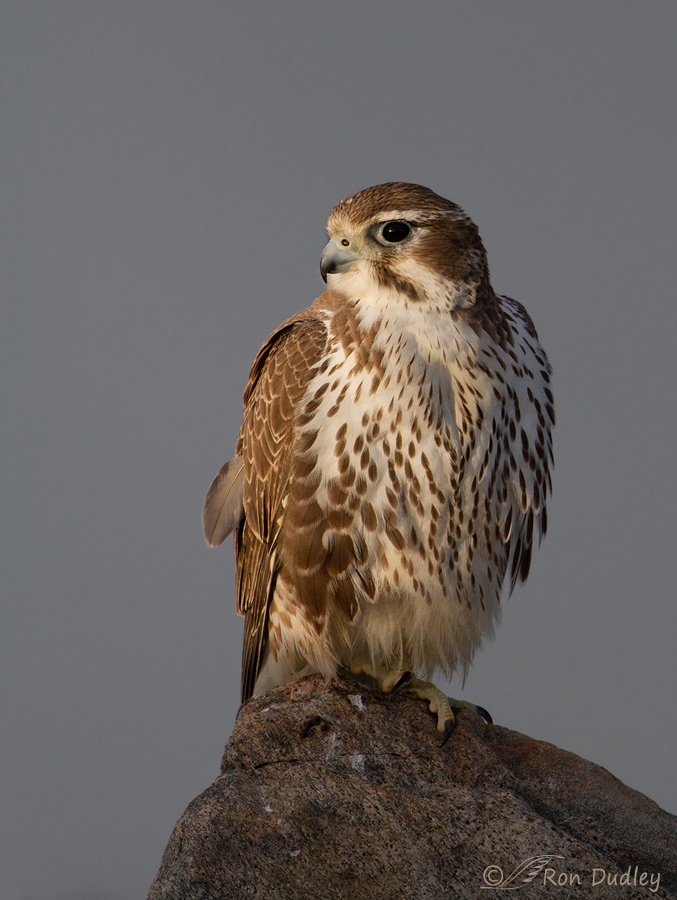 prairie falcon 5307b ron dudley