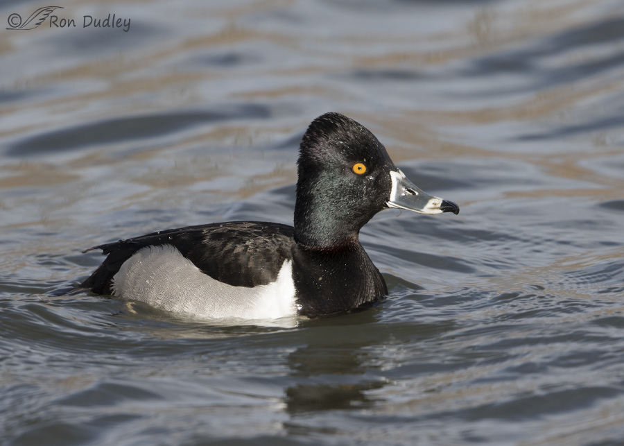 ring-necked duck 4767 ron dudley