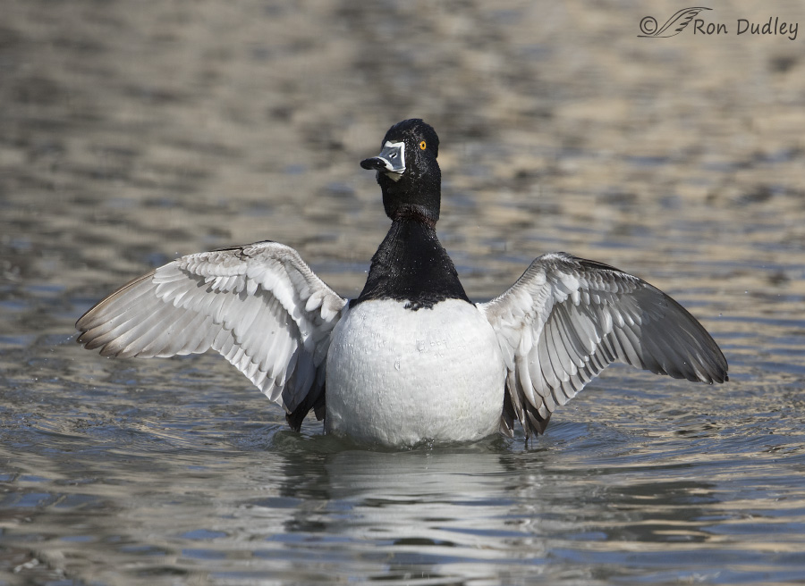 ring-necked duck 5392 ron dudley