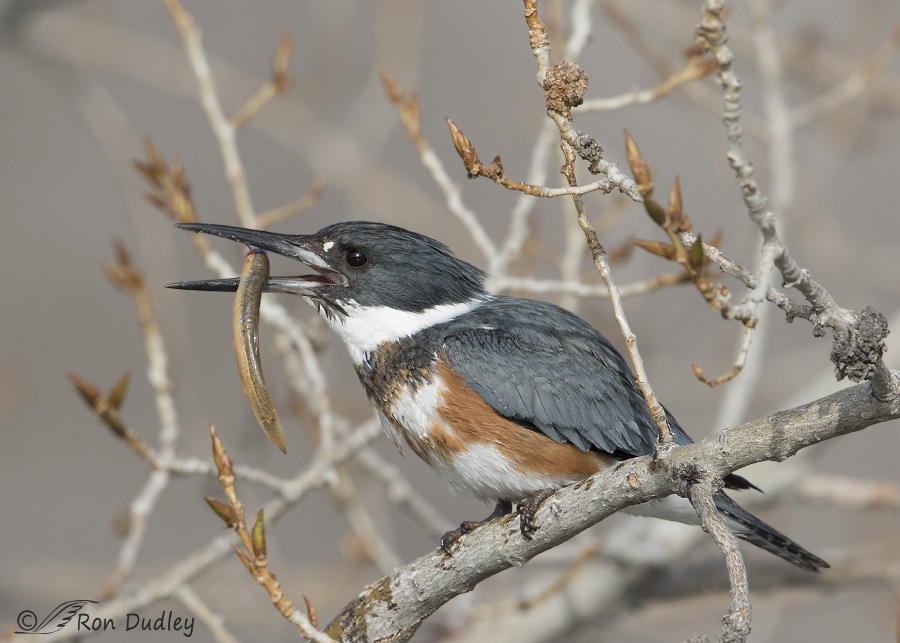 belted kingfisher 2905b ron dudley