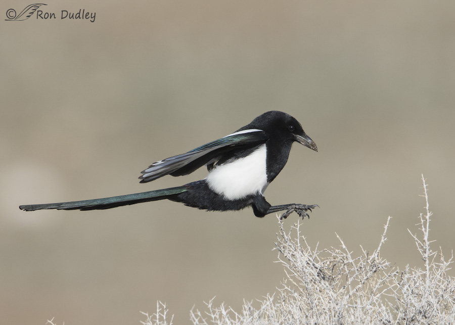 black-billed magpie 2318 ron dudley