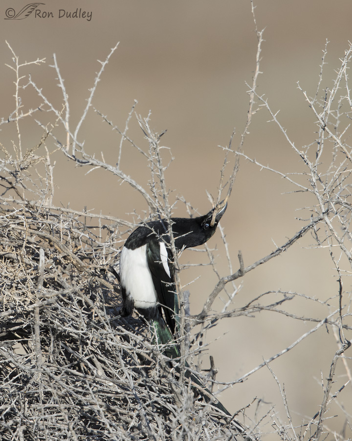 black-billed magpie 9966 ron dudley