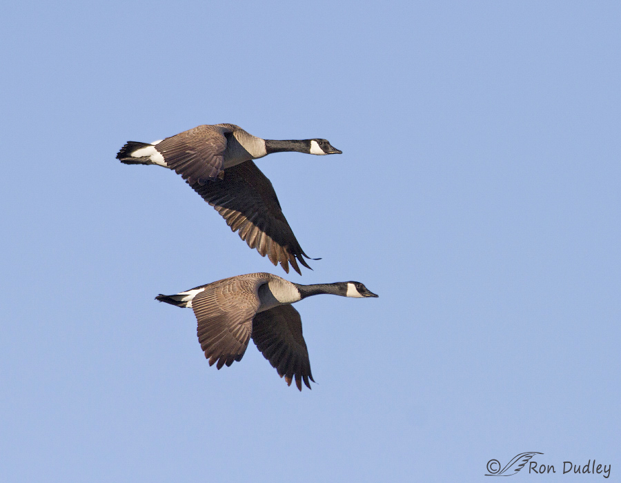 canada goose 3578 ron dudley