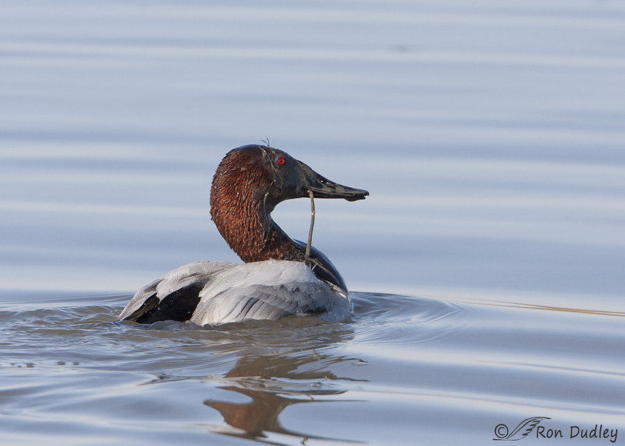 canvasback 5399 ron dudley
