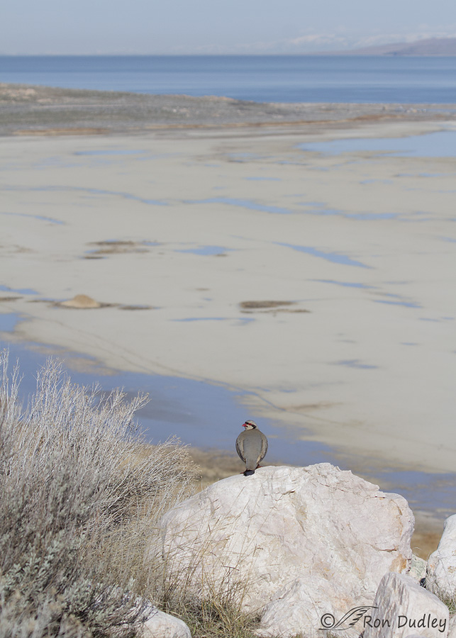 chukar 0383 ron dudley